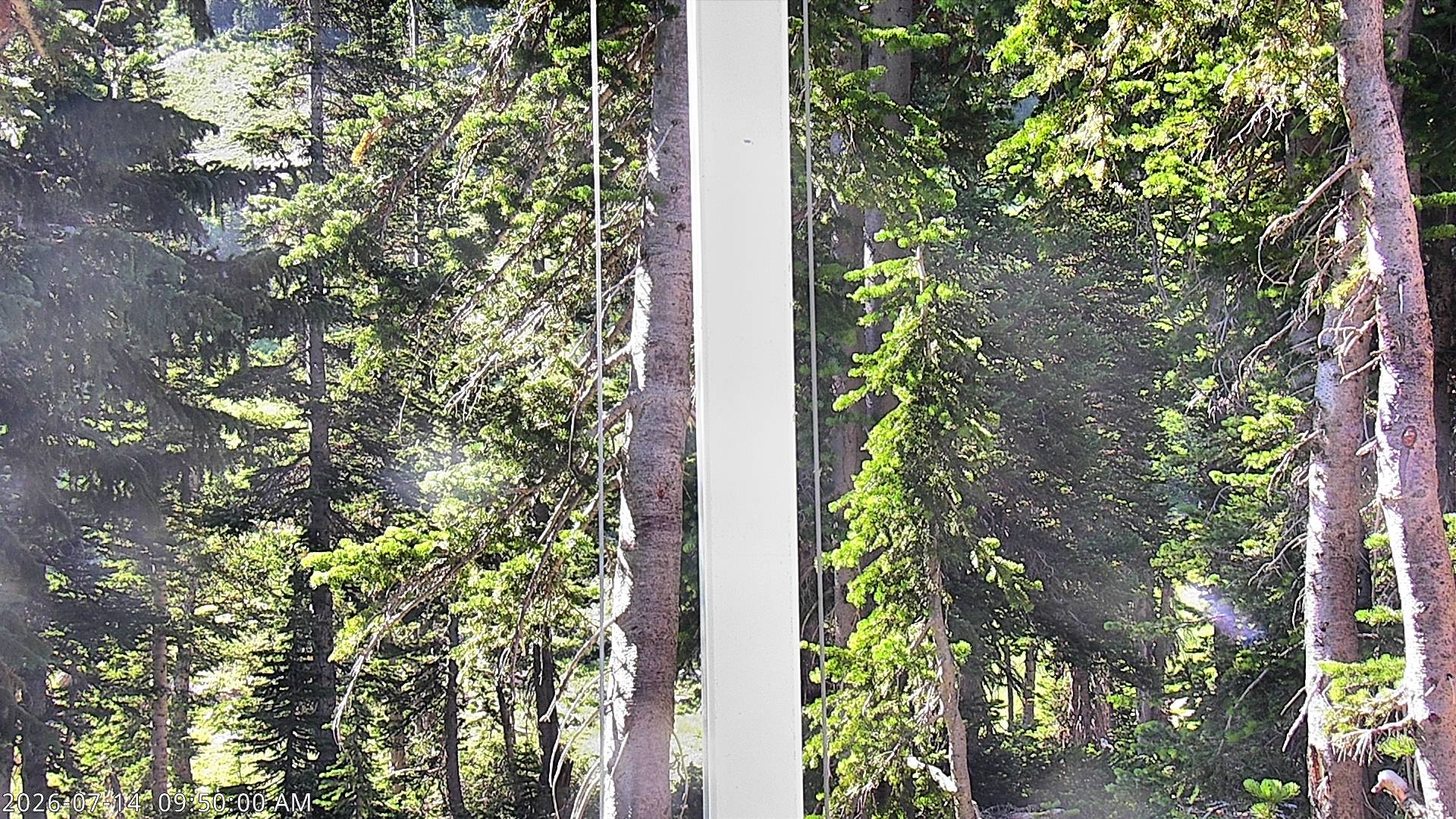 Alta